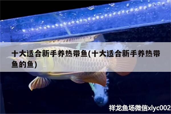 十大適合新手養(yǎng)熱帶魚(十大適合新手養(yǎng)熱帶魚的魚) 龍鳳鯉魚