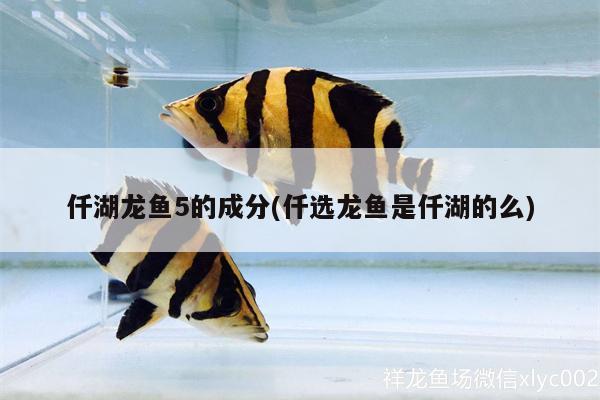 仟湖龍魚5的成分(仟選龍魚是仟湖的么) 仟湖