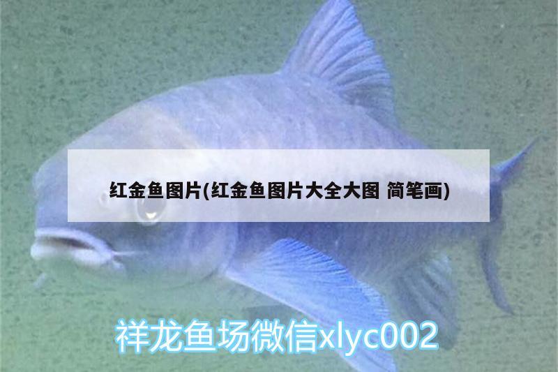 紅金魚(yú)圖片(紅金魚(yú)圖片大全大圖簡(jiǎn)筆畫(huà)) 觀賞魚(yú)批發(fā) 第2張