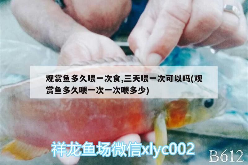 觀賞魚多久喂一次食,三天喂一次可以嗎(觀賞魚多久喂一次一次喂多少) 印尼小紅龍