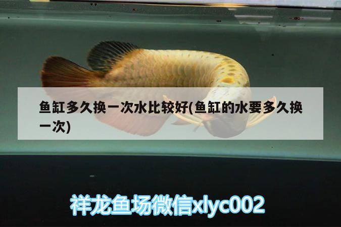 魚缸多久換一次水比較好(魚缸的水要多久換一次)