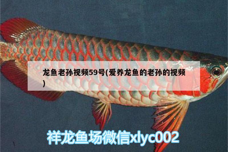 龍魚老孫視頻59號(愛養(yǎng)龍魚的老孫的視頻) 福滿鉆魚