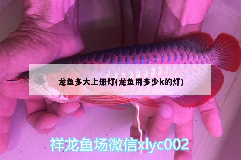 龍魚多大上冊燈(龍魚用多少k的燈) 朱巴利魚苗