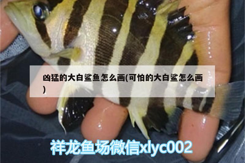 兇猛的大白鯊魚怎么畫(可怕的大白鯊怎么畫)