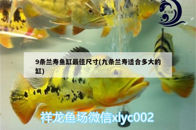 9條蘭壽魚(yú)缸最佳尺寸(九條蘭壽適合多大的缸) 其它水族用具設(shè)備