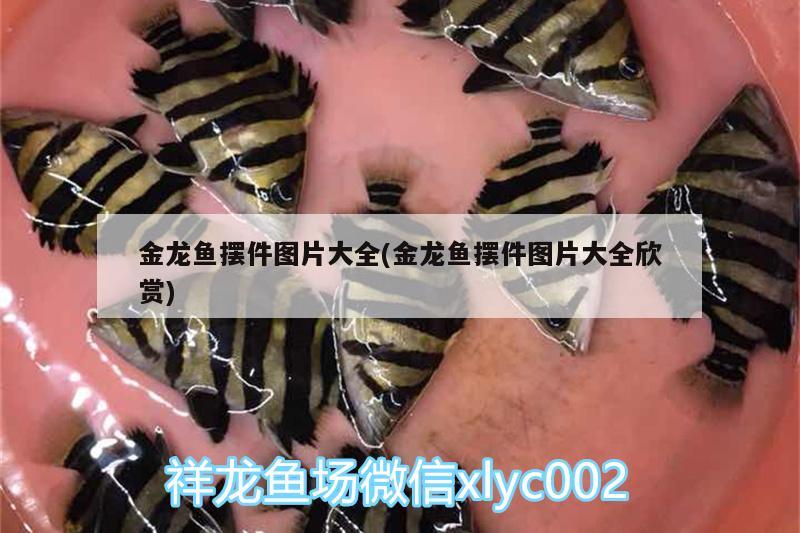 金龍魚擺件圖片大全(金龍魚擺件圖片大全欣賞) 虎斑恐龍魚