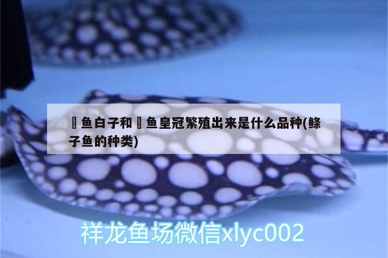 魟魚白子和魟魚皇冠繁殖出來是什么品種(鰷子魚的種類) 喂食器