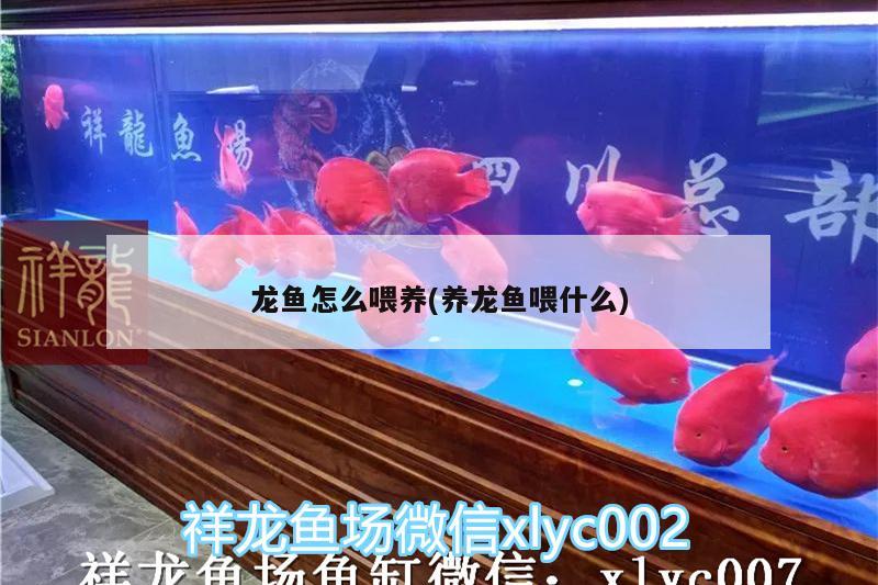 龍魚怎么喂養(yǎng)(養(yǎng)龍魚喂什么)