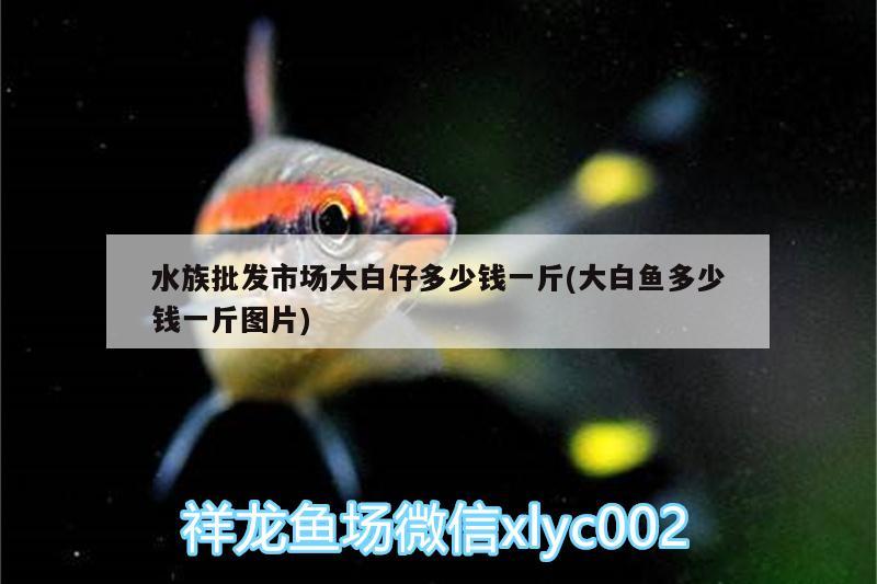 水族批發(fā)市場大白仔多少錢一斤(大白魚多少錢一斤圖片) 觀賞魚水族批發(fā)市場