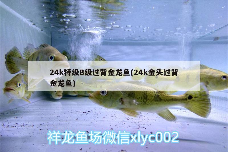 24k特級B級過背金龍魚(24k金頭過背金龍魚) B級過背金龍魚