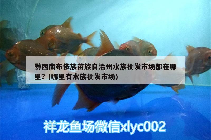 黔西南布依族苗族自治州水族批發(fā)市場都在哪里？(哪里有水族批發(fā)市場) 觀賞魚水族批發(fā)市場