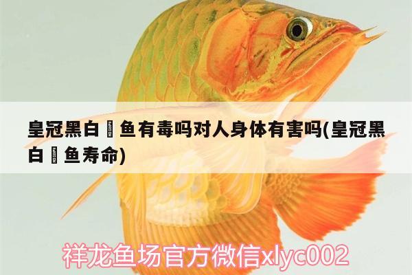 皇冠黑白魟魚有毒嗎對人身體有害嗎(皇冠黑白魟魚壽命)