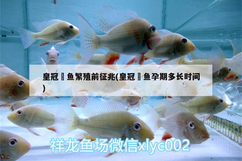 皇冠魟魚(yú)繁殖前征兆(皇冠魟魚(yú)孕期多長(zhǎng)時(shí)間)