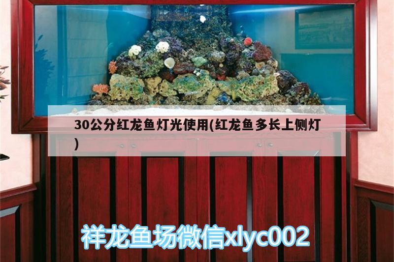 30公分紅龍魚燈光使用(紅龍魚多長上側(cè)燈) 飛鳳魚苗