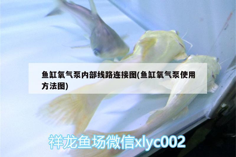 魚缸氧氣泵內(nèi)部線路連接圖(魚缸氧氣泵使用方法圖) 白條過背金龍魚