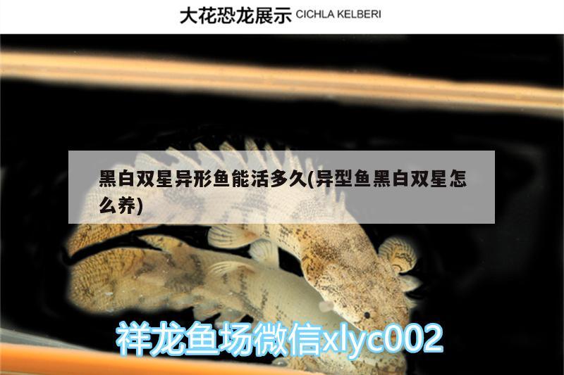 黑白雙星異形魚能活多久(異型魚黑白雙星怎么養(yǎng))