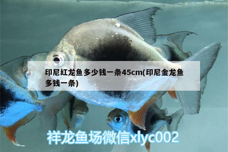 印尼紅龍魚多少錢一條45cm(印尼金龍魚多錢一條) 紅龍魚百科