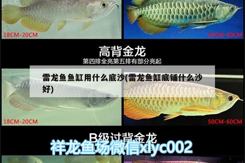 雷龍魚魚缸用什么底沙(雷龍魚缸底鋪什么沙好) 超血紅龍魚