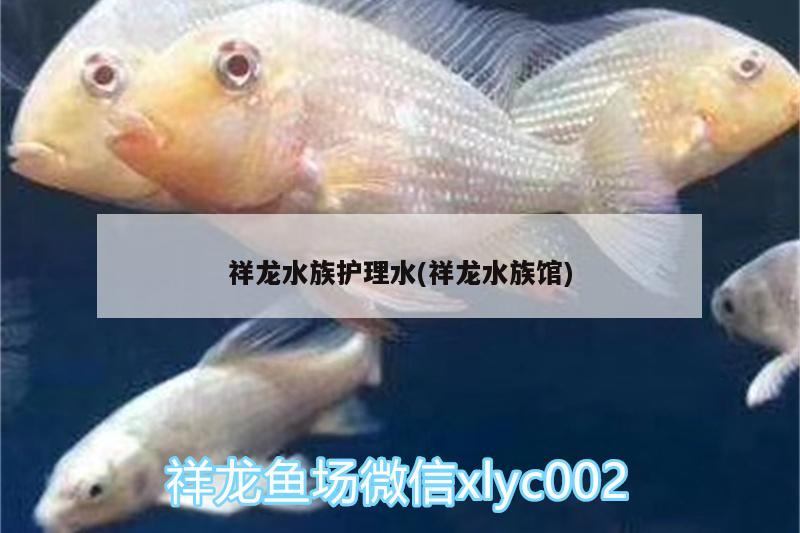 祥龍水族護理水(祥龍水族館) 短身紅龍魚