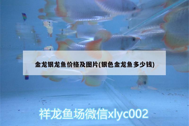 金龍銀龍魚價(jià)格及圖片(銀色金龍魚多少錢)