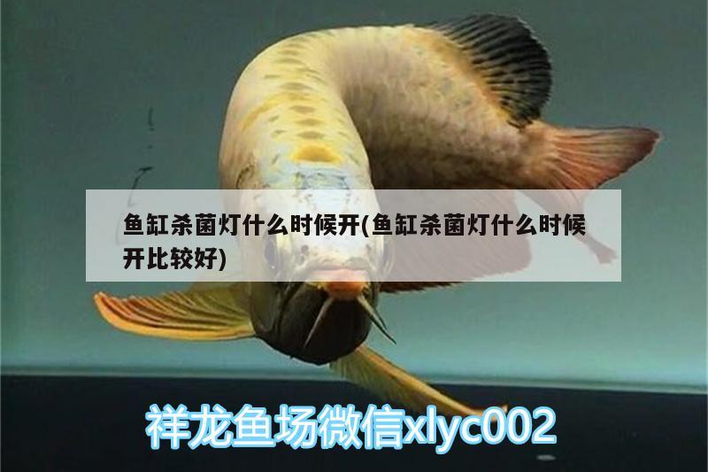 魚缸殺菌燈什么時候開(魚缸殺菌燈什么時候開比較好) 丹頂錦鯉魚