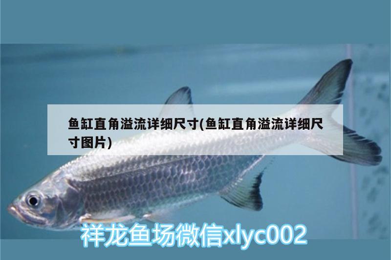 魚缸直角溢流詳細(xì)尺寸(魚缸直角溢流詳細(xì)尺寸圖片)