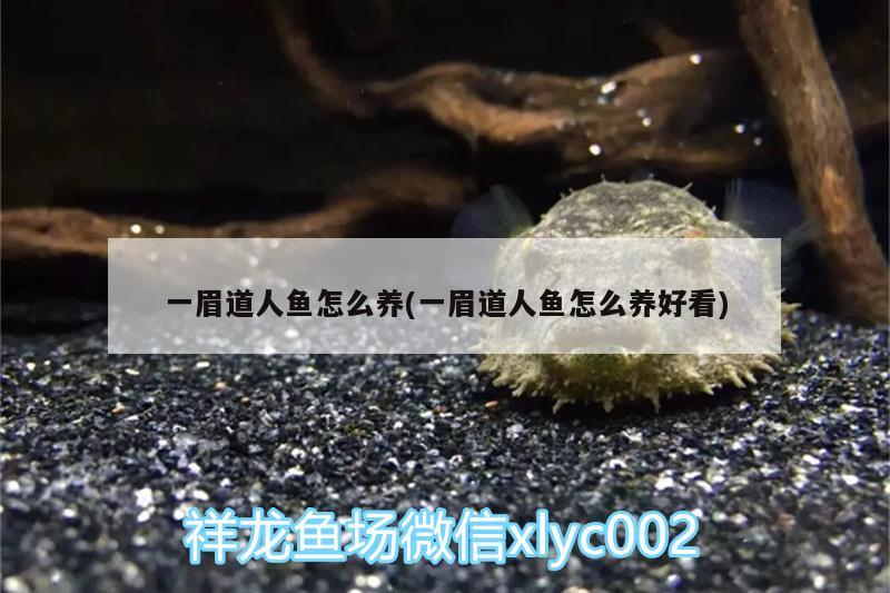 一眉道人魚怎么養(yǎng)(一眉道人魚怎么養(yǎng)好看)