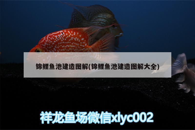 錦鯉魚池建造圖解(錦鯉魚池建造圖解大全)