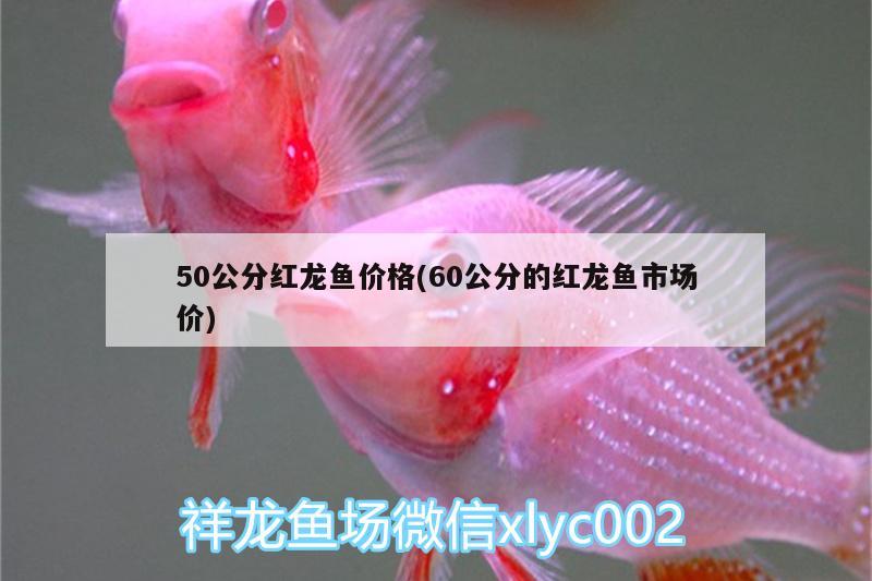 50公分紅龍魚價格(60公分的紅龍魚市場價)