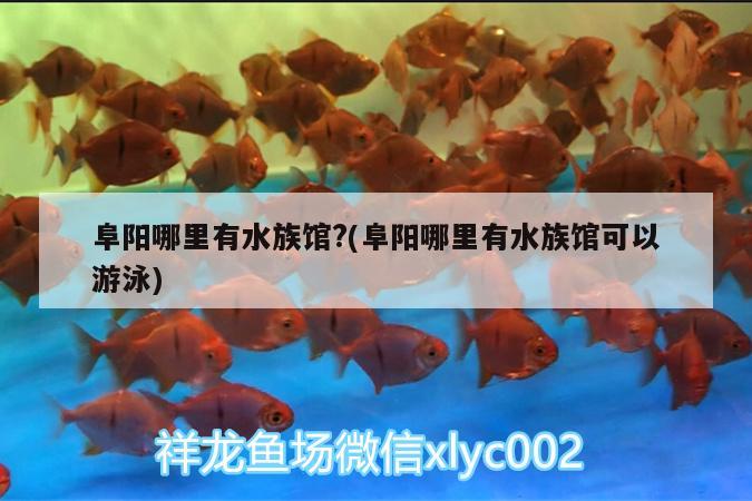 阜陽哪里有水族館?(阜陽哪里有水族館可以游泳) 祥龍魚場品牌產(chǎn)品