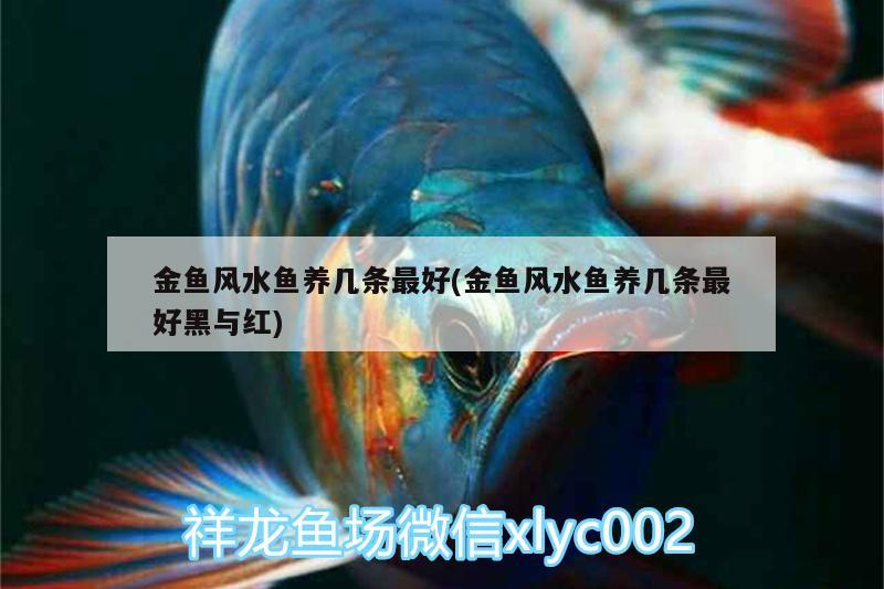 金魚風水魚養(yǎng)幾條最好(金魚風水魚養(yǎng)幾條最好黑與紅)