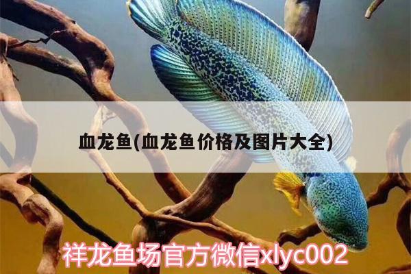 血龍魚(血龍魚價格及圖片大全) 野彩魚