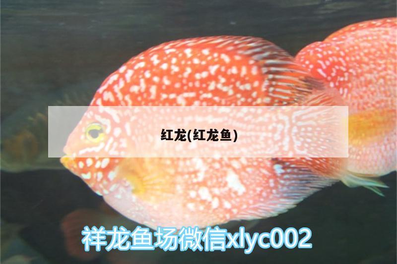 紅龍(紅龍魚) 金頭過背金龍魚