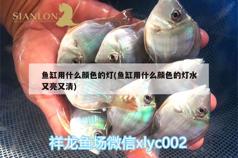 魚缸用什么顏色的燈(魚缸用什么顏色的燈水又亮又清)