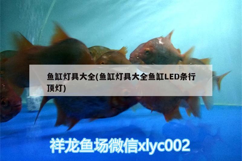 魚缸燈具大全(魚缸燈具大全魚缸LED條行頂燈) 暹羅巨鯉