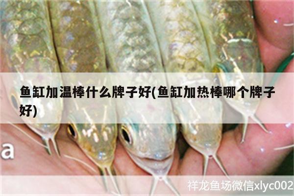 魚(yú)缸加溫棒什么牌子好(魚(yú)缸加熱棒哪個(gè)牌子好) 水草