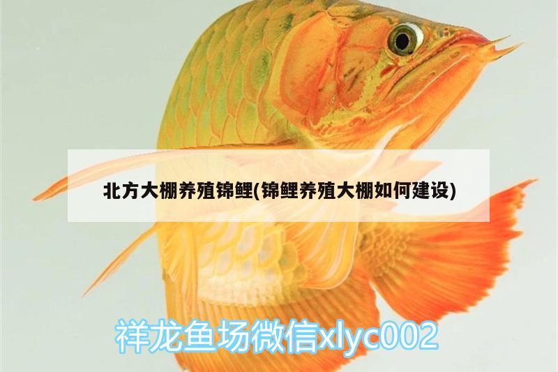 北方大棚養(yǎng)殖錦鯉(錦鯉養(yǎng)殖大棚如何建設) 廣州水族批發(fā)市場