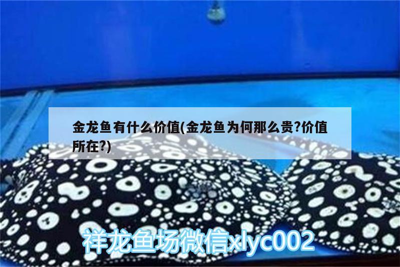 金龍魚有什么價值(金龍魚為何那么貴?價值所在?)