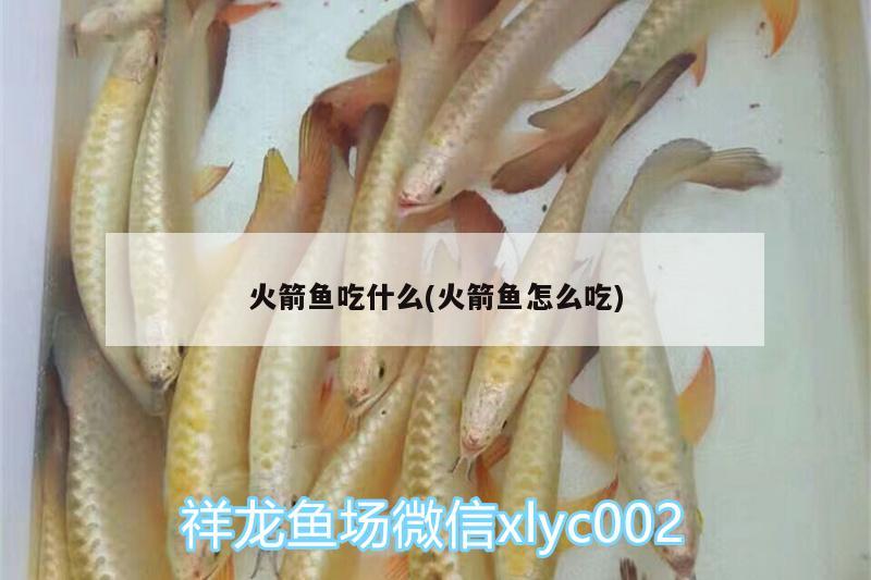 火箭魚吃什么(火箭魚怎么吃) 青龍魚