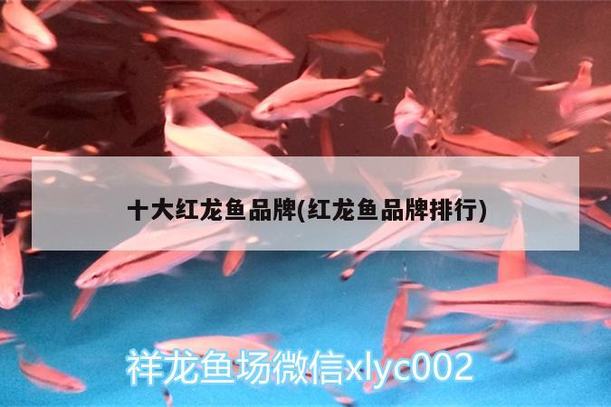 十大紅龍魚品牌(紅龍魚品牌排行) 黃金鴨嘴魚