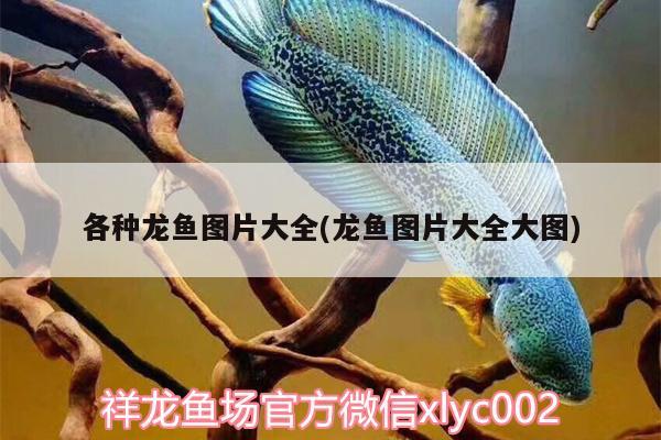 各種龍魚(yú)圖片大全(龍魚(yú)圖片大全大圖)