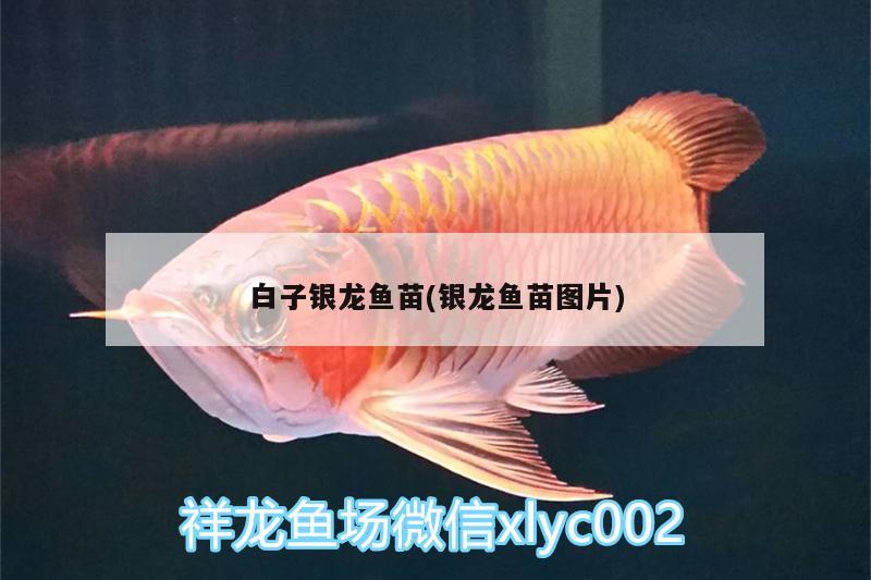 白子銀龍魚苗(銀龍魚苗圖片) 白子銀龍魚苗