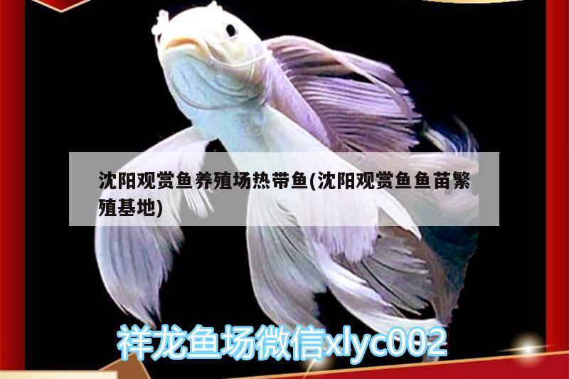 沈陽觀賞魚養(yǎng)殖場(chǎng)熱帶魚(沈陽觀賞魚魚苗繁殖基地) 觀賞魚魚苗