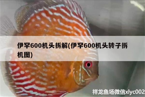 伊罕600機頭拆解(伊罕600機頭轉(zhuǎn)子拆機圖)