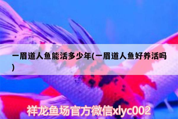 一眉道人魚能活多少年(一眉道人魚好養(yǎng)活嗎) 一眉道人魚 第1張