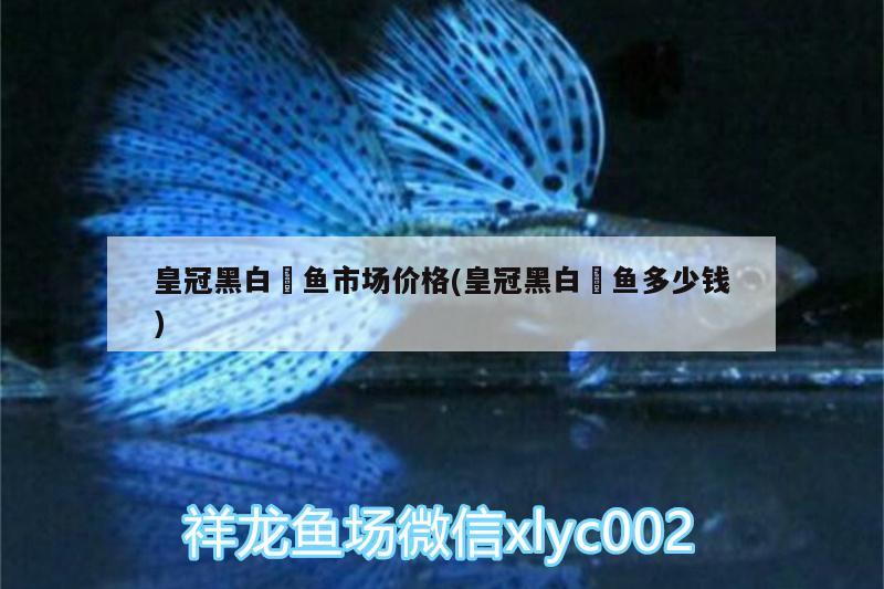 皇冠黑白魟魚(yú)市場(chǎng)價(jià)格(皇冠黑白魟魚(yú)多少錢(qián))