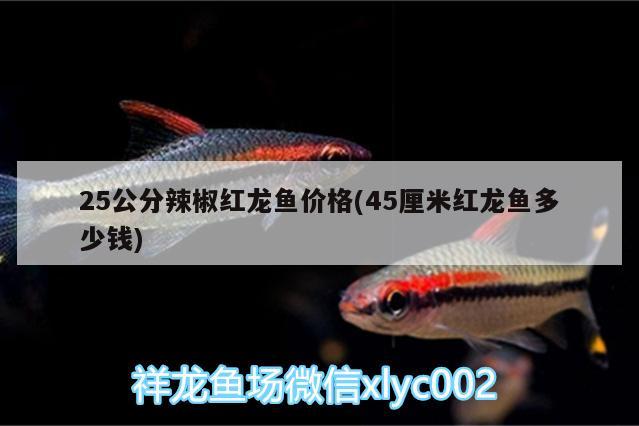 25公分辣椒紅龍魚(yú)價(jià)格(45厘米紅龍魚(yú)多少錢(qián)) 麥肯斯銀版魚(yú)