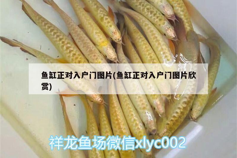 魚缸正對入戶門圖片(魚缸正對入戶門圖片欣賞) 白子銀龍魚苗