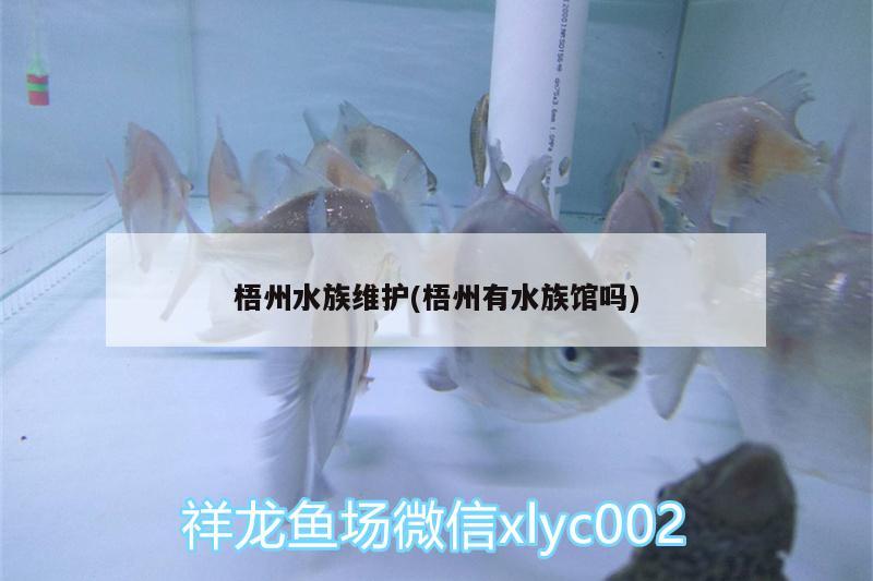 梧州水族維護(梧州有水族館嗎)