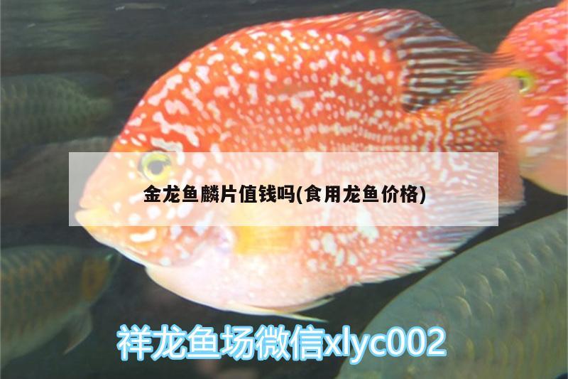 金龍魚麟片值錢嗎(食用龍魚價(jià)格)